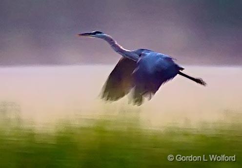 Dawn Heron In Flight_50444.jpg - Great Blue Heron (Ardea herodias) photographed near Lindsay, Ontario, Canada.